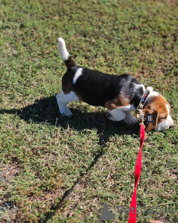 Zdjęcie №3. Sprzedam dwa piękne szczenięta rasy beagle. Niemcy