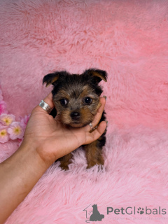 Zdjęcie №3. Urocze szczenięta Yorkshire Terrier gotowe na swoje stałe domy. Francja