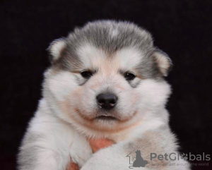 Zdjęcie №3. Szczenięta Alaskan Malamute. Serbia