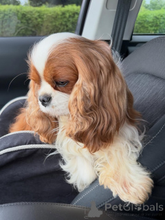 Zdjęcie №1. cavalier king charles spaniel - na sprzedaż w Helsinki | 2870zł | Zapowiedź №169151
