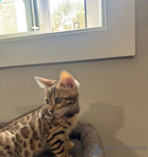 Zdjęcie №3. Reinrassige Bengal-Katze Kontakt przez WhatsApp pod numerem 44 7453 907158. Niemcy