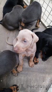 Zdjęcie №1. pies nierasowy - na sprzedaż w Odensa | 2870zł | Zapowiedź №167511