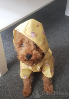 Zdjęcie №4. Sprzedam pies nierasowy w Zürich. hodowca - cena - 1866zł