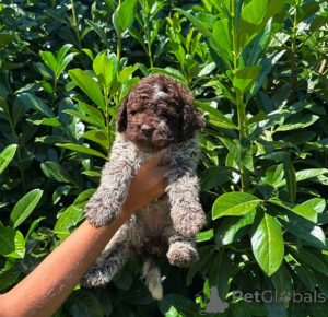 Zdjęcie №4. Sprzedam lagotto romagnolo w Kragujevac.  - cena - negocjowane
