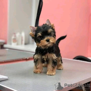 Zdjęcie №3. Nowe, najwyższej jakości szczenięta rasy Yorkshire Terrier.. USA