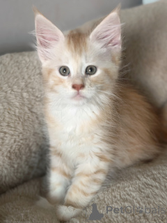 Zdjęcie №3. Chaton Maine Coon urocze à cédé. Belgia