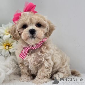 Zdjęcie №1.  - na sprzedaż w Bad Wildungen | 1674zł | Zapowiedź №152920