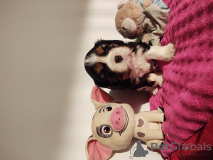 Zdjęcie №2 do zapowiedźy № 135162 na sprzedaż  cavalier king charles spaniel - wkupić się Polska prywatne ogłoszenie