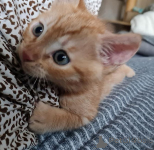 Zdjęcie №1. toyger - na sprzedaż w Enontekiö | 1674zł | Zapowiedź № 146292