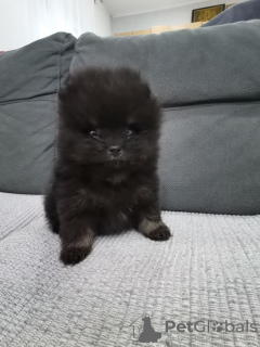 Zdjęcie №4. Sprzedam szpic miniaturowy w Ašanja.  - cena - 2392zł