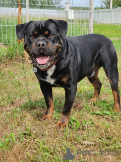 Zdjęcie №2 do zapowiedźy № 136857 na sprzedaż  pies nierasowy - wkupić się Federacja Rosyjska prywatne ogłoszenie