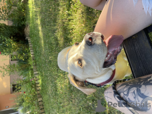 Zdjęcie №3. Sprzedając psa, Kane Corses. Republika Czeska