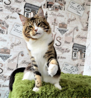 Zdjęcie №3. Wspaniała gwiazda urocza młody kot. Ukraina