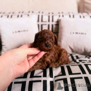 Zdjęcie №3. Urocze pudle filiżanki gotowe do ich nowych i na zawsze uroczych domów. Dobrze z. Hiszpania