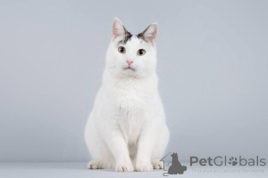 Zdjęcie №1.  - na sprzedaż w Chimki | Bezpłatny | Zapowiedź № 161803