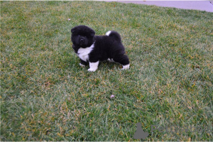 Zdjęcie №4. Sprzedam akita (rasa psa) w Berchtesgaden. prywatne ogłoszenie, hodowca - cena - negocjowane