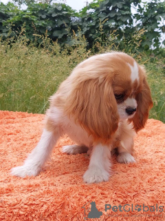 Zdjęcie №2 do zapowiedźy № 105945 na sprzedaż  cavalier king charles spaniel - wkupić się Niemcy hodowca