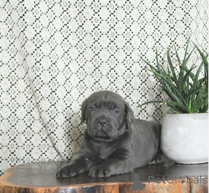 Zdjęcie №1. cane corso - na sprzedaż w Alavus | 3012zł | Zapowiedź №164274