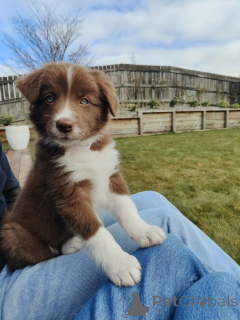 Zdjęcie №2 do zapowiedźy № 157021 na sprzedaż  border collie - wkupić się Niemcy ze schronu, hodowca
