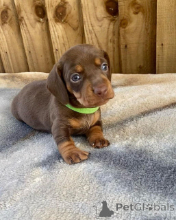 Zdjęcie №3. Jamniki. USA