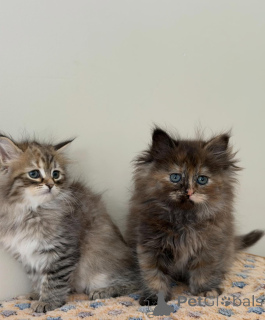 Zdjęcie №3. Kot syberyjski Majestatyczne piękno lasu. Niemcy