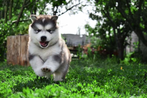 Zdjęcie №2 do zapowiedźy № 2980 na sprzedaż  alaskan malamute - wkupić się Ukraina od żłobka