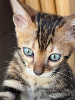 Zdjęcie №3. Bengal do adopcji. Francja