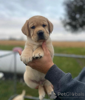 Zdjęcie №1. labrador retriever - na sprzedaż w Berlin | 1674zł | Zapowiedź №89647