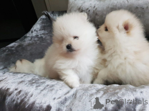 Zdjęcie №3. Szczenięta rasy Pomeranian Dogs już dostępne w kochających domach. Niemcy