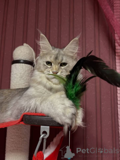Zdjęcie №2 do zapowiedźy № 160661 na sprzedaż  maine coon - wkupić się Wielka Brytania 