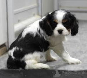 Zdjęcie №3. Cavalierkingcharlesinspanielin pennut etsivät perhettä. Finlandia