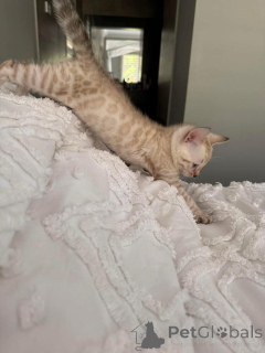 Zdjęcie №1. kot bengalski - na sprzedaż w Aroza | Bezpłatny | Zapowiedź № 152765