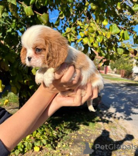 Zdjęcie №2 do zapowiedźy № 82048 na sprzedaż  cavalier king charles spaniel - wkupić się Serbia hodowca