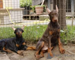 Zdjęcie №3. Doberman szczenięta. Serbia