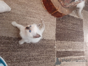 Zdjęcie №2 do zapowiedźy № 167527 na sprzedaż  ragdoll - wkupić się Dania prywatne ogłoszenie, hodowca