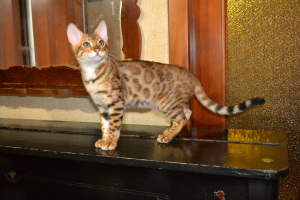 Zdjęcie №1. kot bengalski - na sprzedaż w Никополь | 1602zł | Zapowiedź № 4611