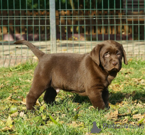 Dodatkowe zdjęcia: Sprzedam Słodkie Czekoladowe Szczenięta Labradora