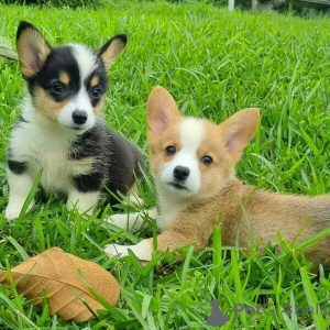 Zdjęcie №1. welsh corgi - na sprzedaż w Madryt | negocjowane | Zapowiedź №175868
