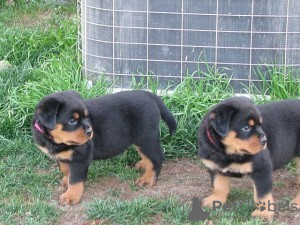 Zdjęcie №1. rottweiler - na sprzedaż w Santa Ana | Bezpłatny | Zapowiedź №124100