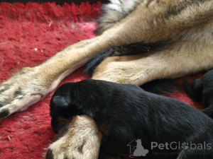 Zdjęcie №3. Aleksander Morozow. Estonia