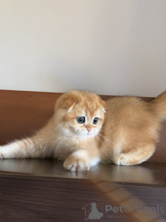 Zdjęcie №3. Poznajcie Olivera, naszego małego dżentelmena z założonymi uszami i największym. Islandia