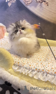 Zdjęcie №1. munchkin - na sprzedaż w Calw | 1674zł | Zapowiedź № 154213