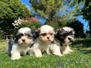 Zdjęcie №1. shih tzu - na sprzedaż w Praga | negocjowane | Zapowiedź №160840