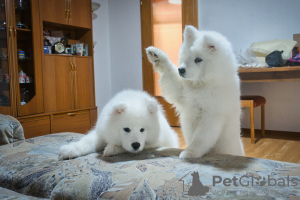 Dodatkowe zdjęcia: Rasowe szczenięta Samoyeda