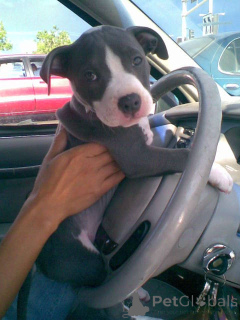 Zdjęcie №2 do zapowiedźy № 138721 na sprzedaż  amerykański pitbulterier - wkupić się Austria prywatne ogłoszenie