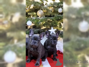 Zdjęcie №2 do zapowiedźy № 137201 na sprzedaż  buldog francuski - wkupić się Szwajcaria 