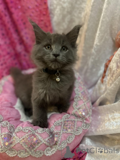 Zdjęcie №1. maine coon - na sprzedaż w Berno | 957zł | Zapowiedź № 155200