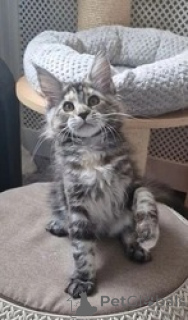 Zdjęcie №1. maine coon - na sprzedaż w Berlin | 1196zł | Zapowiedź № 159514