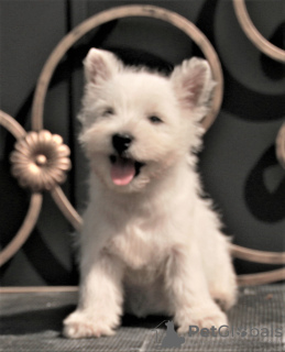 Dodatkowe zdjęcia: suczka szczeniaka west highland white terrier