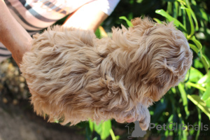 Zdjęcie №3. Jestem pięknym , żywiołowym chłopcem i czkam na kochający nowy dom.. Polska